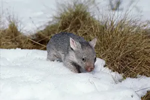 Juvenile Prints: Common Wombat - Juvenile in snow