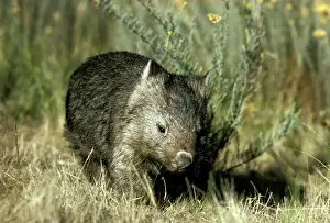 Marsupials Prints: Common Wombat - Kosciuszko National Park