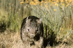 Common Wombat - Kosciuszko National Park, New South Wales, Australia, JPF03324