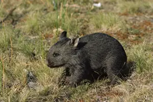 Wombat Prints: Common Wombat - about three months old