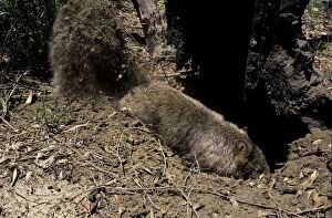 Images Dated 23rd April 2007: Common Wombat (Vombatus ursinus) digging burrow