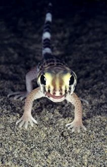 Images Dated 1st March 2010: Common Wonder / Frog-eyed Gecko - Central Karakum desert - Turkmenistan - former CIS - Spring