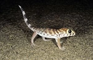 Images Dated 1st March 2010: Common Wonder / Frog-eyed Gecko - Central Karakum desert - Turkmenistan - former CIS - Spring