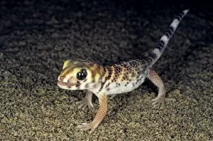 Middle East Gallery: Common Wonder Gecko / Frog-eyed Gecko - looks for prey under a bush in sand dunes - licks his eye