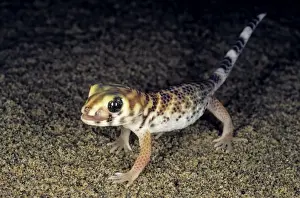 Deserts Prints: Common Wonder Gecko / Frog-eyed Gecko - looks for prey under a bush in sand dunes - licks his eye to prevent it