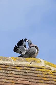 April Gallery: Common Wood Pigeon - adult - grooms on top of a