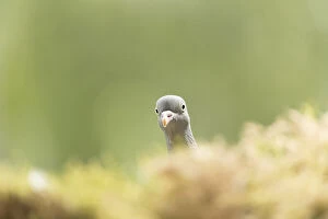 Dove Gallery: Common wood pigeon hiding behind moss Date: 09-06-2021