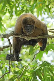 Monkey Prints: Common Woolly Monkey - Amacayacu Nationalpark - Colombia