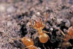 Common Yellow Ant - worker guarding nest, UK