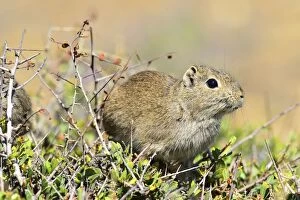 Argentinian Gallery: Common Yellow Toothed Cavy