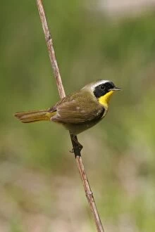 Images Dated 18th May 2005: Common Yellowthroat