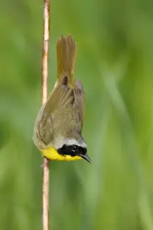 Common Yellowthroat
