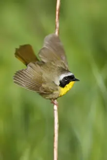 Common Yellowthroat