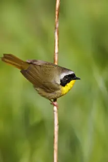Common Yellowthroat