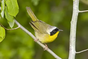 Trichas Prints: Common Yellowthroat - Male perched on branch - Connecticut USA - May