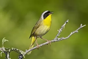 Common Yellowthroat - Male perched on branch singing