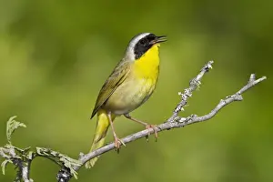Trichas Prints: Common Yellowthroat - Male perched on branch singing - Connecticut USA - May