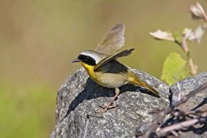 Images Dated 11th May 2009: Common Yellowthroat - Male on territory