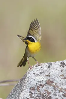 Trichas Prints: Common Yellowthroat - with open wings - CT - USA - May