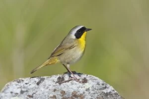 Images Dated 11th May 2009: Common Yellowthroat. On territory