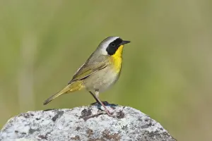Yellowthroat Prints: Common Yellowthroat. On territory. CT in May. USA