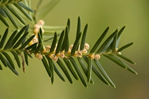 Images Dated 14th April 2006: Common yew, male flowers; Taxus baccata