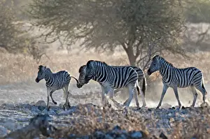Zebras Prints: Common zebra - approaching water hole in evening light - Etosha National Park - Namibia