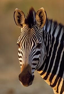 Burchelli Gallery: Common Zebra - close up of head