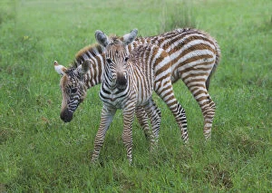 Colt Gallery: Common Zebra (Equus quagga), mother with