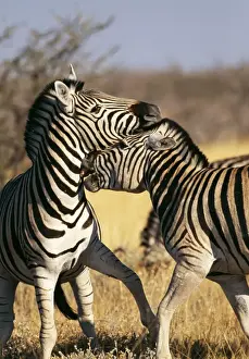 Common Zebra Etosha National Park, Namibia, Africa