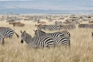 Images Dated 1st September 2010: Common Zebra - group grazing - with one or two Topi in background
