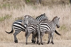 Images Dated 31st August 2010: Common Zebra - group of four standing close together - Masai Mara - Kenya