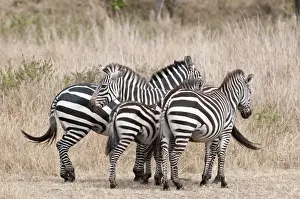 Zebras Prints: Common Zebra - group of four standing close together - Masai Mara - Kenya