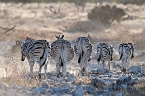 Images Dated 24th July 2009: Common zebra - rear view - leaving water hole in evening light - Etosha National Park - Namibia