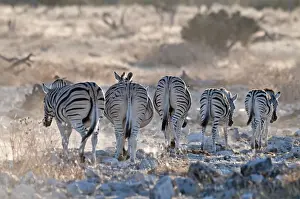 Back View Prints: Common zebra - rear view - leaving water hole in evening light - Etosha National Park - Namibia