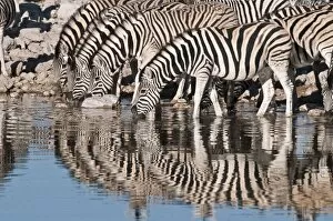 Images Dated 25th July 2009: Common zebra - at water hole - group with reflections - Etosha National Park - Namibia