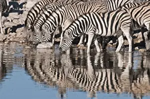 Drinking Prints: Common zebra - at water hole - group with reflections - Etosha National Park - Namibia