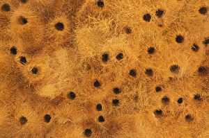 Acacia Erioloba Gallery: Detail of a communal nest of Sociable Weavers with