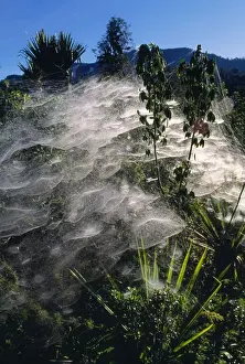 Communal Spiders Webs altitude 3000 m, Southern Highlands, Papua New Guinea