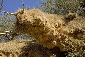 Communities Prints: Communal Weaver Bird nest - Kalahari Desert - Kgalagadi National Park - South Africa