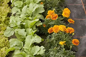 Organic Prints: Companion planting, with french marigolds next to turnip seedlings