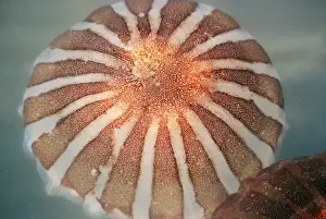 Jellyfishes Prints: Compass Jellyfish