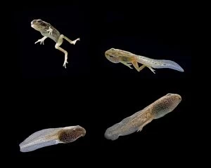 Images Dated 6th December 2007: Comped image: Common frog tadpoles showing development stages Bedfordshire UK 004997