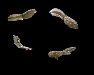 Comped image: Common toad tadpoles showing development stages Bedfordshire UK 005110