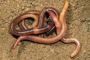 Earthworms Collection: Composr Earthworm - aggregation - UK