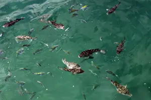 Pufferfish Prints: Concentric Pufferfish Galapagos islands