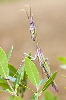 Images Dated 23rd May 2010: Cone-head Mantis - adult male - Tuscany - Italy