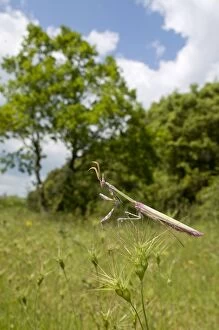 Images Dated 23rd May 2010: Cone-head Mantis - in habitat - Tuscany - Italy