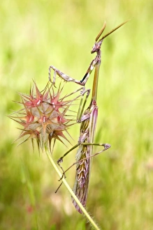Images Dated 23rd May 2010: Cone-head Mantis - male - Tuscany - Italy