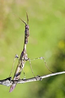 Images Dated 23rd May 2010: Cone-head Mantis - male - Tuscany -Italy